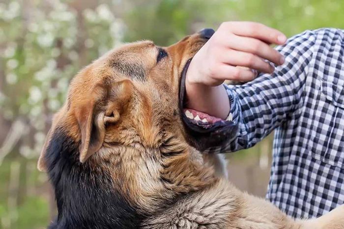 Giải mã giấc mơ thấy chó cắn