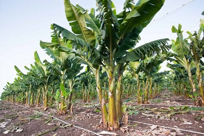Nhà cái kimsa giải mã giấc mơ thấy cây chuối nên đánh con gì?
