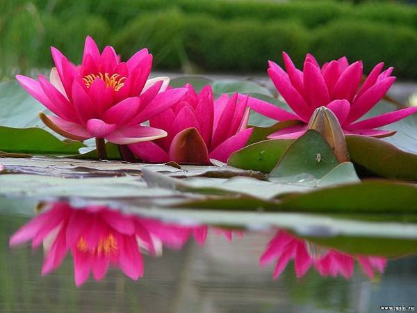Giải mã giấc mơ thấy bông hoa súng khác
