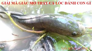 Nhà cái kimsa giải mã giấc mơ thấy cá chuối nên đánh còn gì?