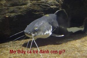 Nhà cái kimsa giải mã giấc mơ thấy cá trê nên đánh con gì?