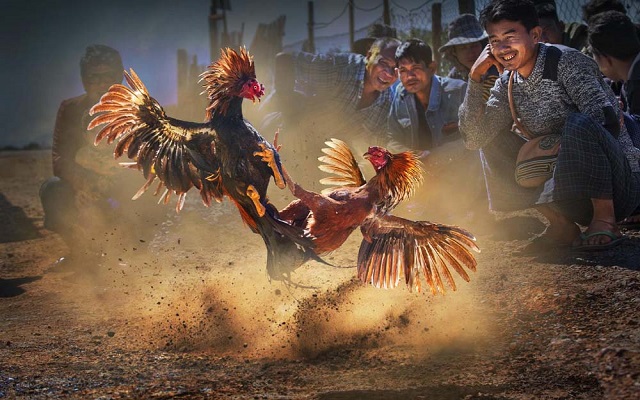 Người tham gia đặt cược Đá gà Kimsa có thể theo dõi trực tiếp diễn biến trận đấu 