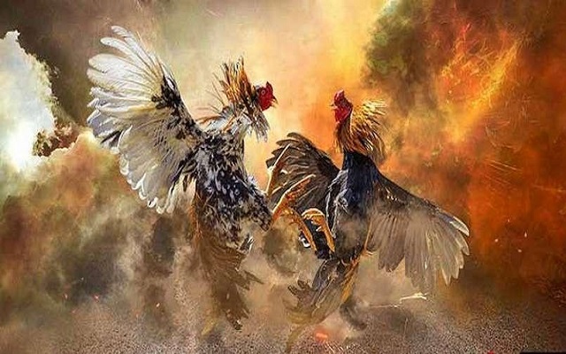 Đá gà Kimsa nhận về nhiều lượt đánh giá tích cực từ người chơi 